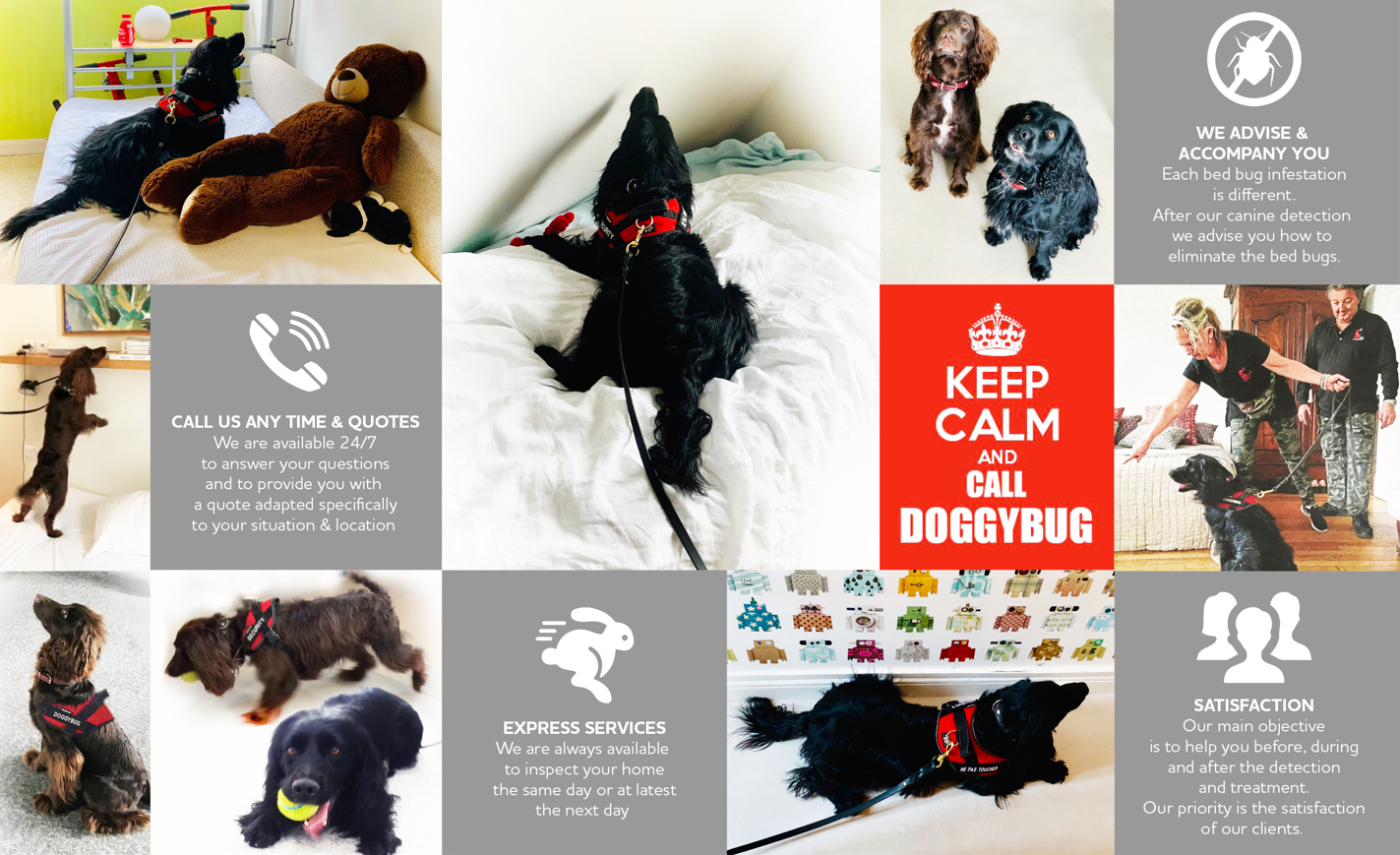 Doggybug Bed Bug Detection Dogs